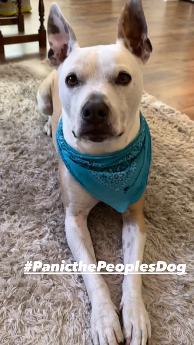 Panic the People's Dog — Tricia's co-pilot